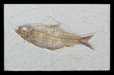 Detailed, Knightia Fossil Fish - Wyoming #57066-1